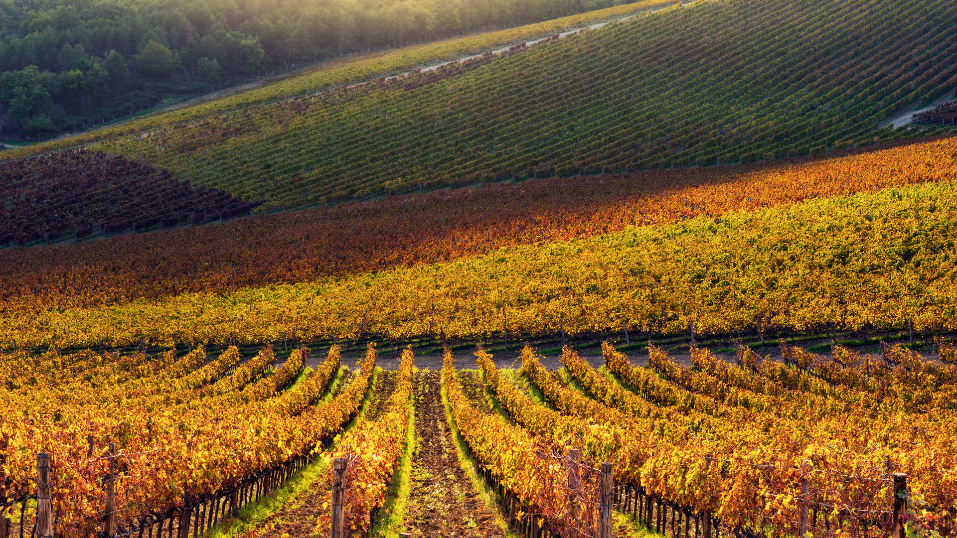 vigne policrome a gaiole in chianti vigne policrome a gaiole in chianti