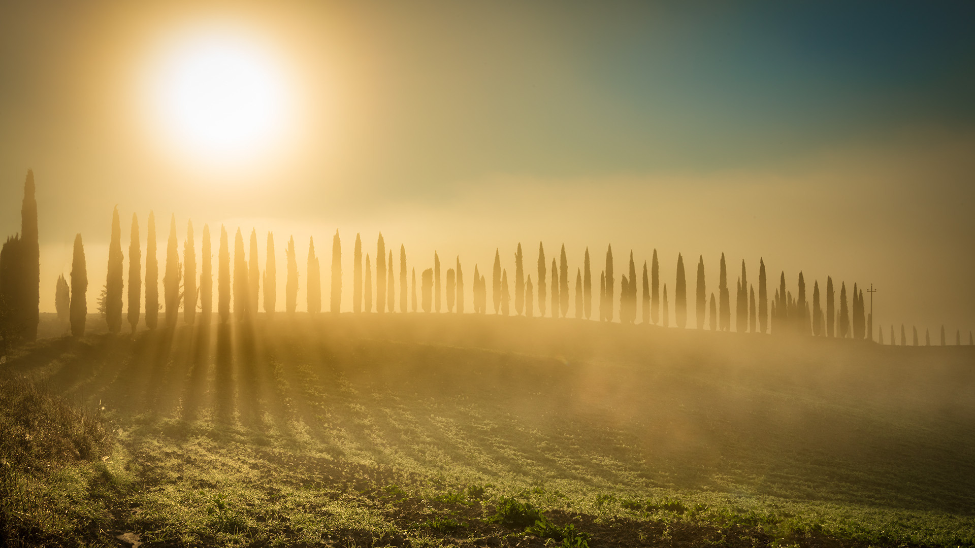 cipressoni di monteroni controluce cipressoni di monteroni controluce