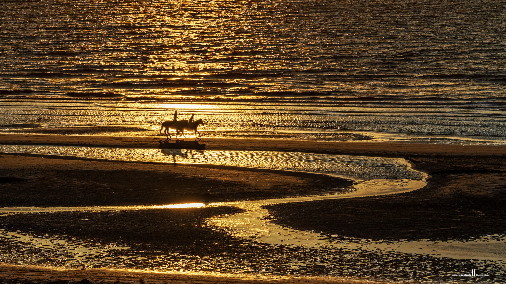 horses on st.idesbald beach - belgium horses on st.idesbald beach - belgium