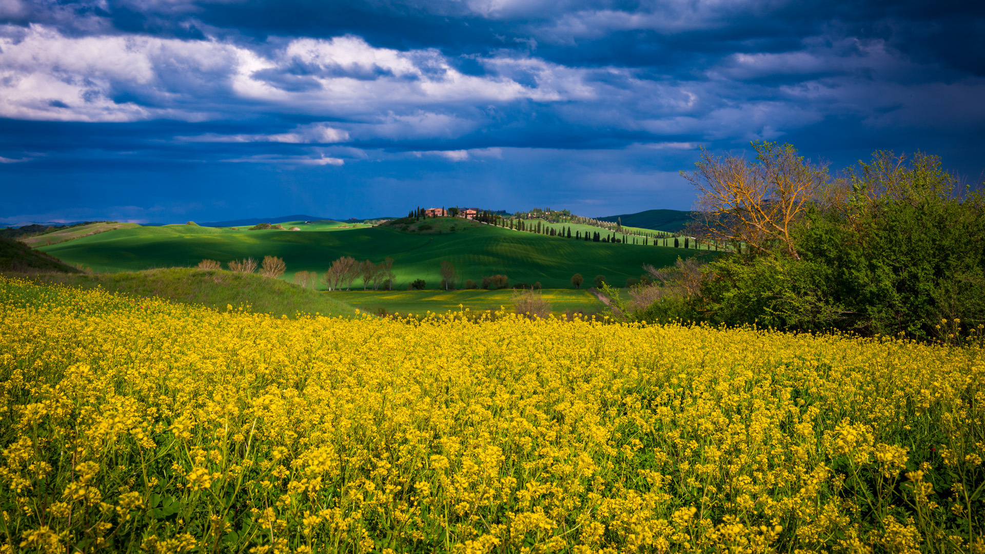 colza nelle crete senesi colza nelle crete senesi