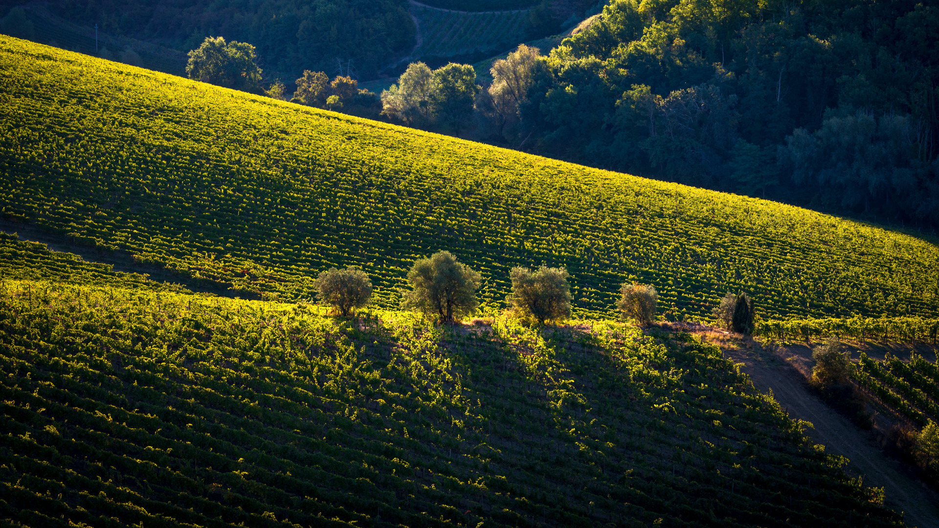 grande vigna nel vallone di castagnoli grande vigna nel vallone di castagnoli