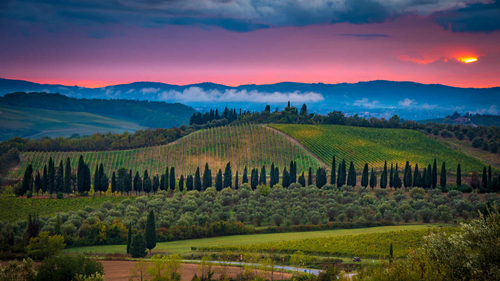 cipressi di lilliano in chianti cipressi di lilliano in chianti