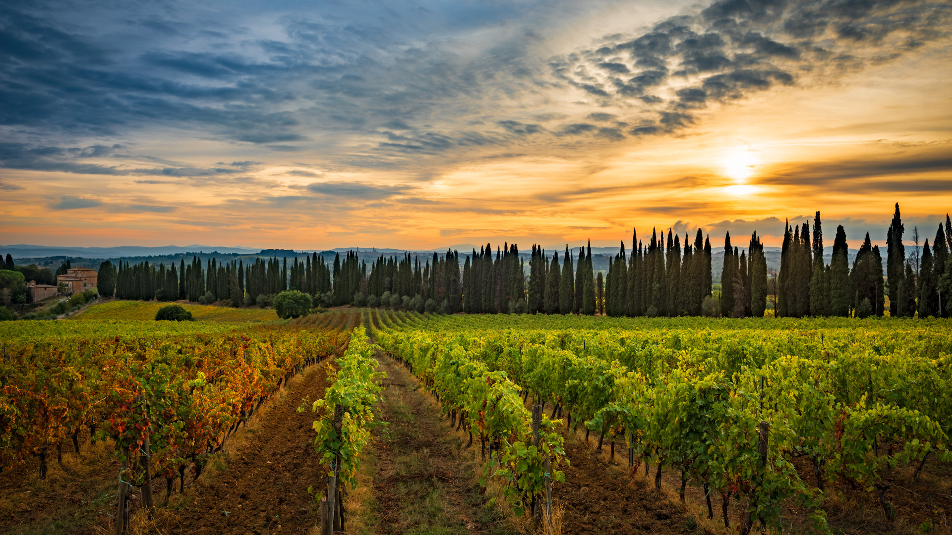 fila di cipressi a catignano fila di cipressi a catignano