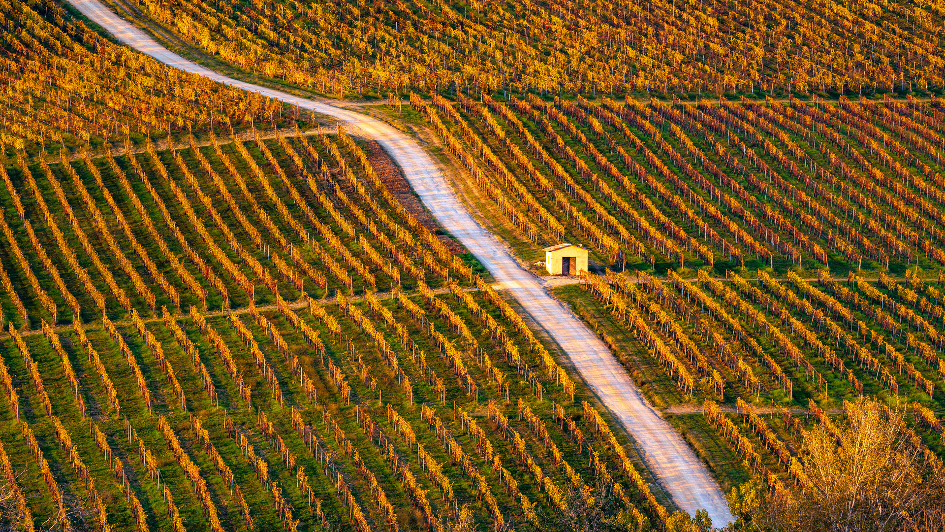 vigneti a tappeto nel chianti vigneti a tappeto nel chianti
